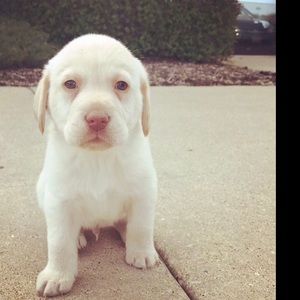 Meet your Posher, Jazmin